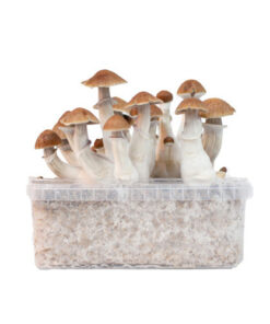 Cubensis Growkit Goldener Lehrer