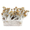 Cubensis Growkit Mazatapec