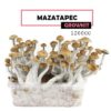 Mondo Growkit Mazatapec Medium