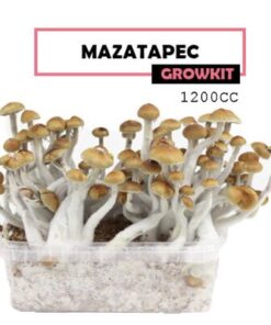 Mondo Growkit Mazatapec Medium