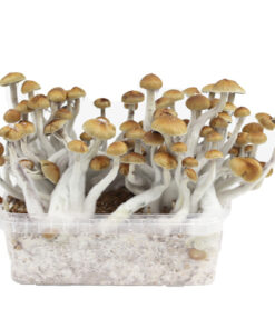 Cubensis Growkit Mazatapec
