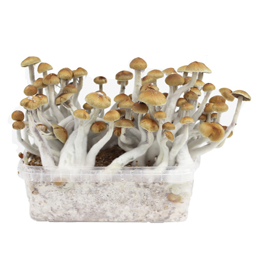 Cubensis Growkit Mazatapec