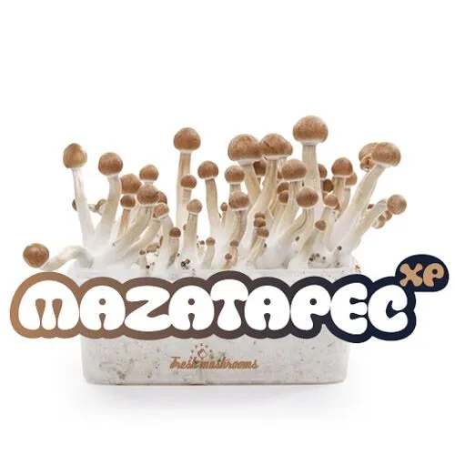 100% MYCELIUM Mazatapec - Pilz-Zuchtset