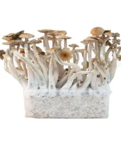 Cubensis Growkit McKennaii