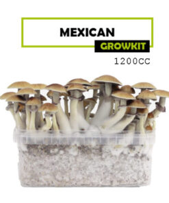 Mondo Growkit Mexikanisch Medium