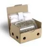 Mondo Growkit Treasure Coast Medium