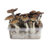 Cubensis Growkit Thailändisch