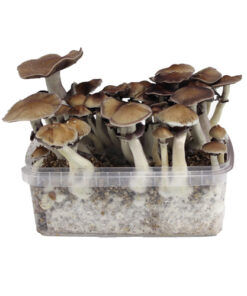 Cubensis Growkit Thailändisch